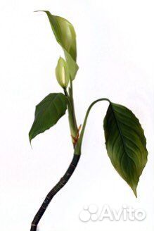 Цветок Аглаонема скромная (с горшком и землей)