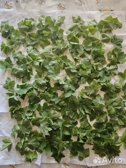 Молодой лист лесной смородины