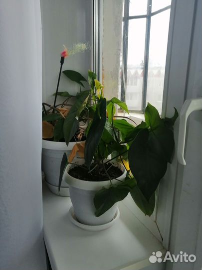 Комнатные цветы