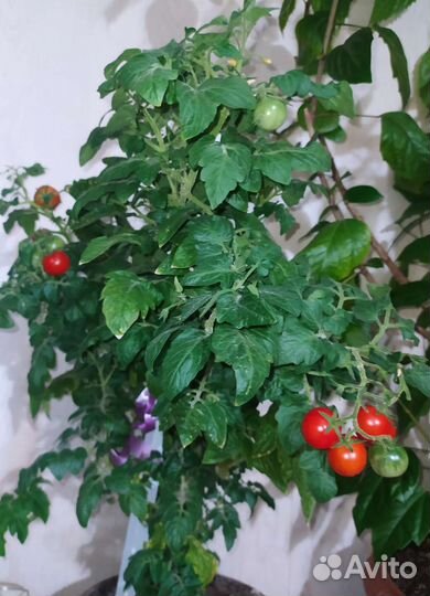 Рассада томатов комнатных