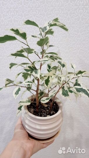 Фикус бенджамина