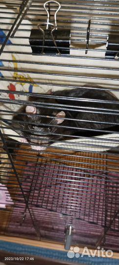 Отдам бесплатно