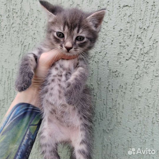 Кошка в дар бесплатно