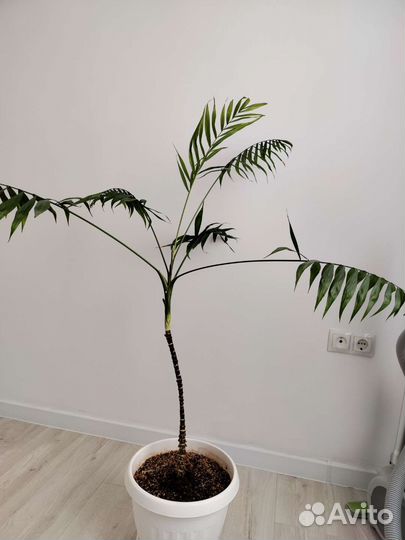 Пальма хамедорея