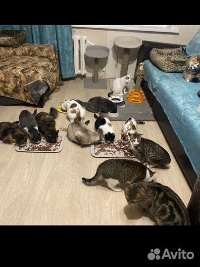 Коты отдам в добрые руки