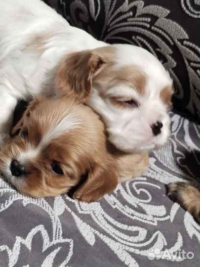 Кавалер Кинг Чарльз спаниель