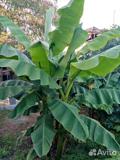 Банановая пальма