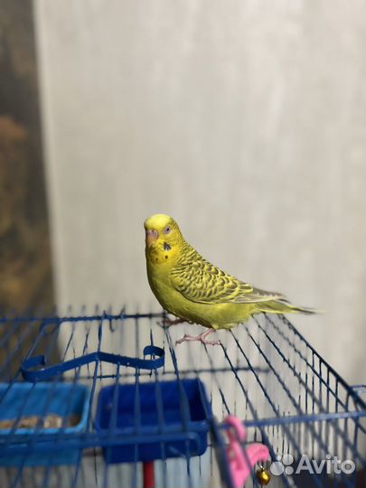 Волнистый попугай