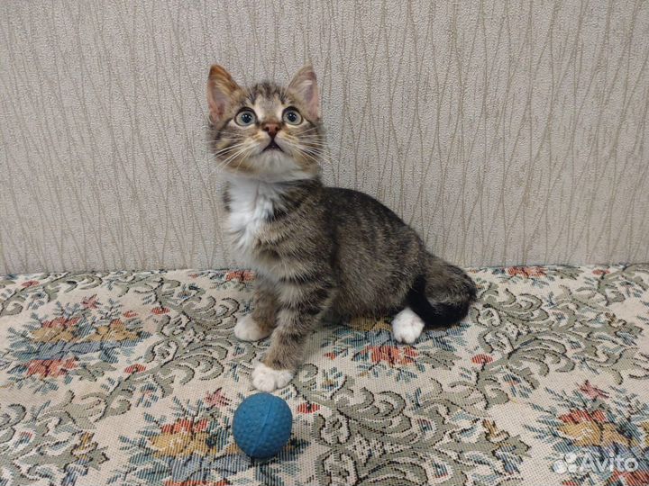 Мурзик - котенок-мальчик в дар