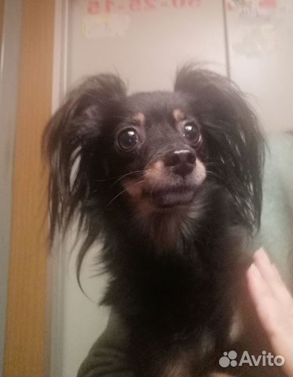 Нашлась собака