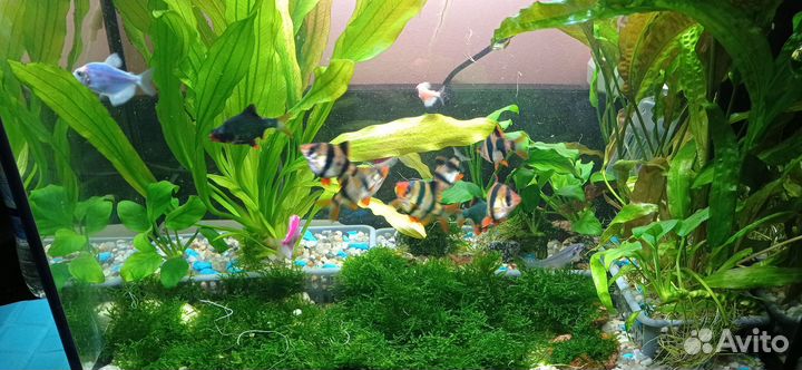 Барбусы (производители)