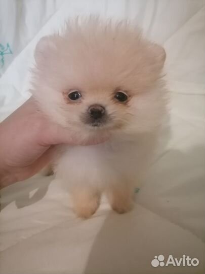 Мини мальчик шпиц