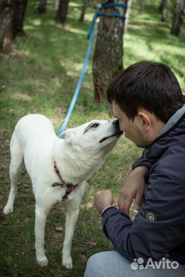 Молодая собака в поисках дома