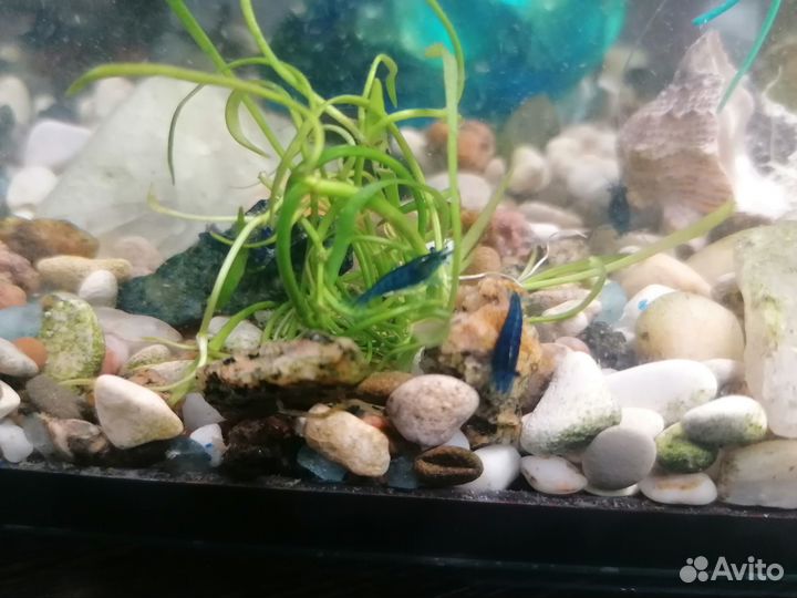 Креветка вишня, Блю дрим, пецилия, морская звезда