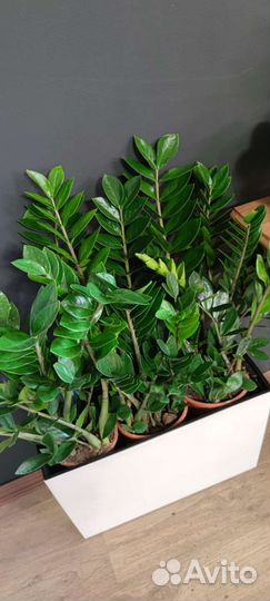 Замиокулькас