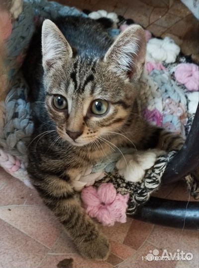 Котенок метис бобтейла