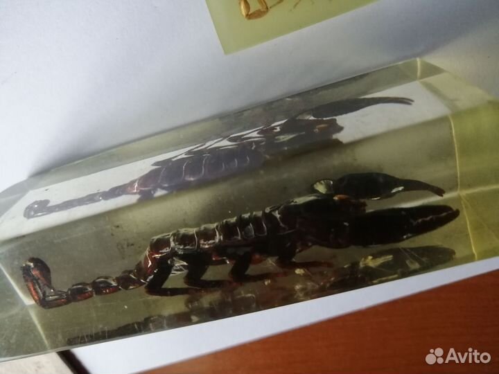 Скорпион и другие