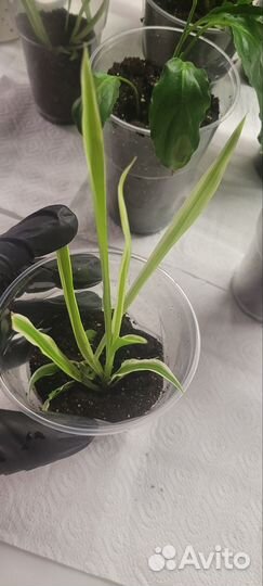 Хлорофитум хохлатый