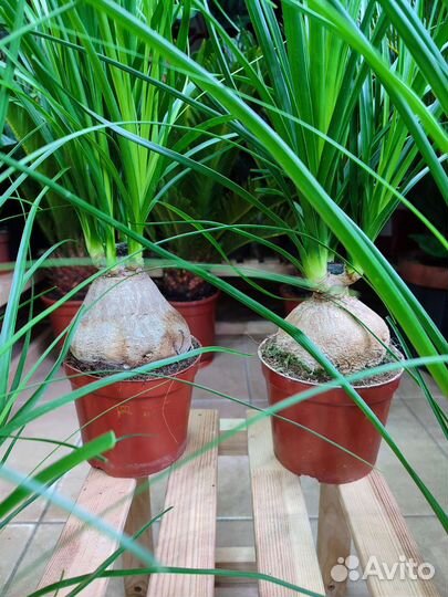 Нолина Бокарнея