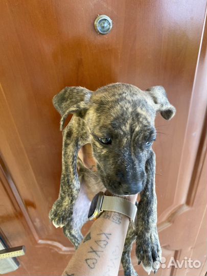 Щенки питбуля