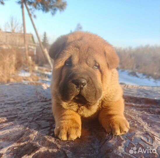 Щенки шарпея