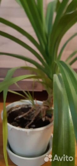 Панданус. Винтовая пальма