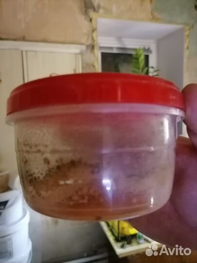 Аквариумные рыбки