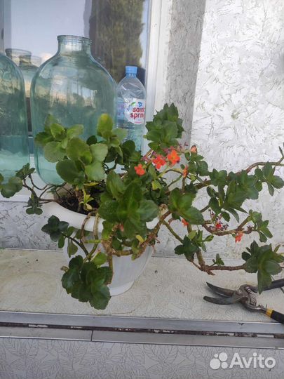 Каланхоэ цветущий комнатное растерие