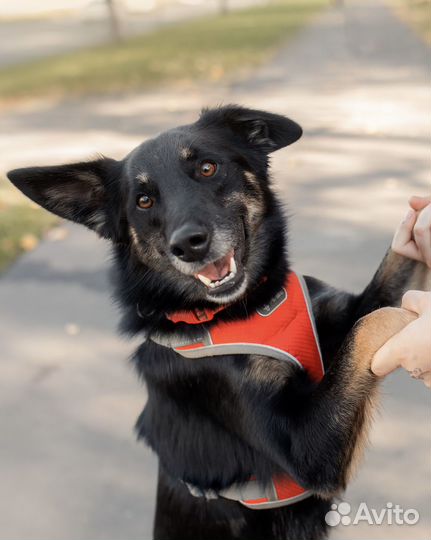 Собака в добрые руки бесплатно