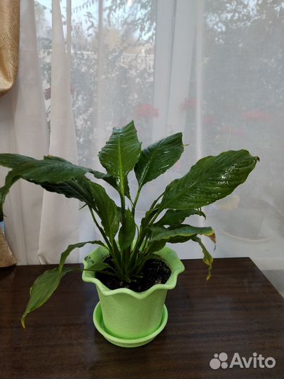 Спатифиллум