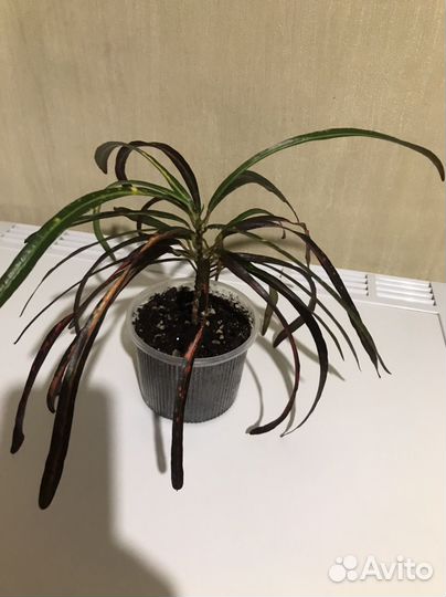 Кротоны (комнатные растения)