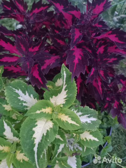 Колеусы вегетативные