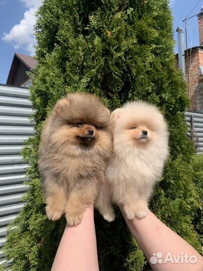 Померанский шпиц микро