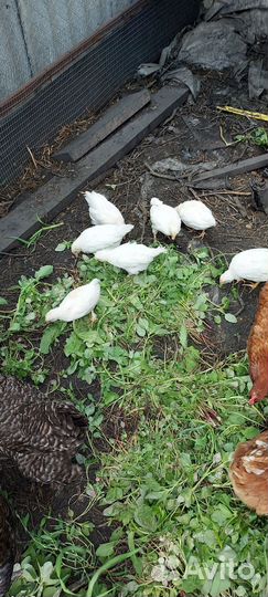 Петух, цыплята молодки