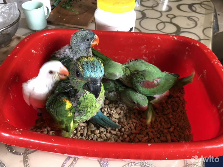 Амазон синелобый птенец выкормыш