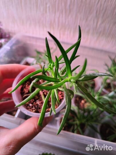 Местоклема суккулент