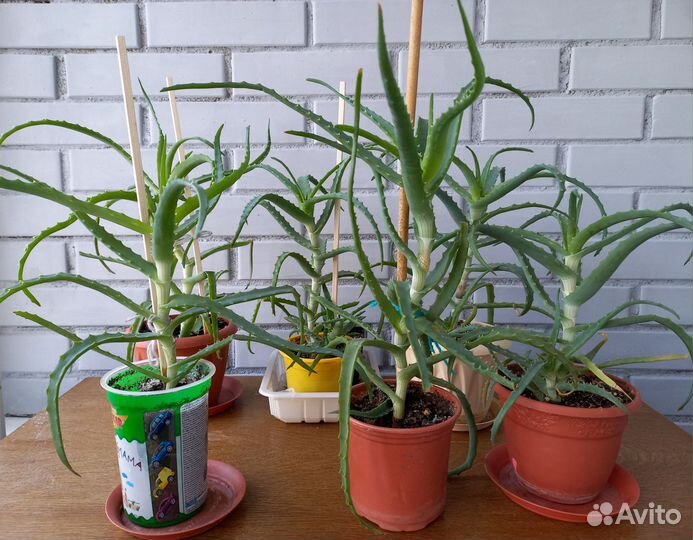 Алоэ (столетник)