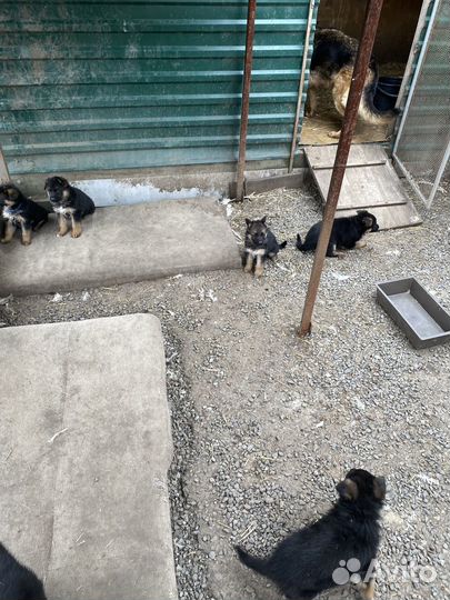 Щенки немецкой овчарки