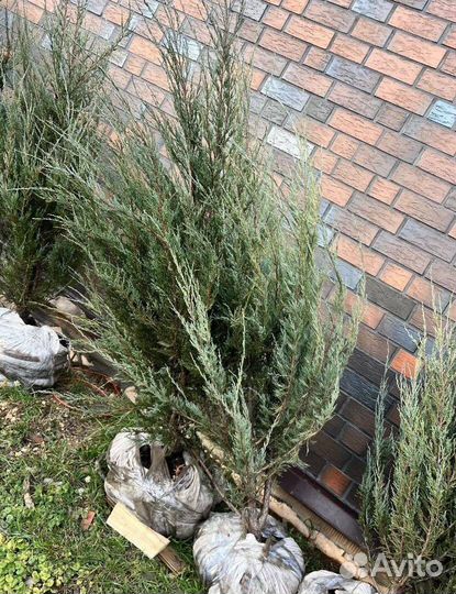 Можжевельник колоновидный Блю Эрроу