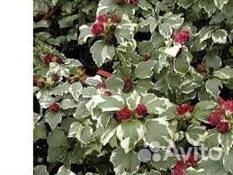 Гибискус древовидный пестролистный