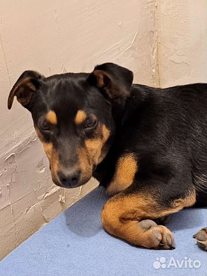 Щенки в добрые руки