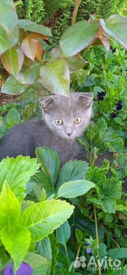 Британская