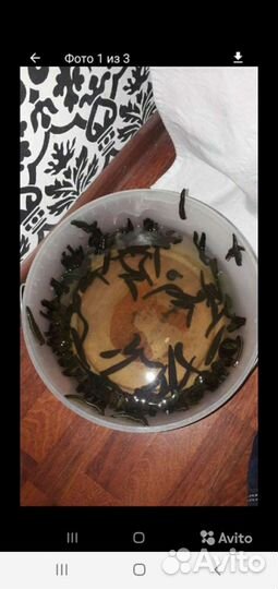 Медицинские пиявки