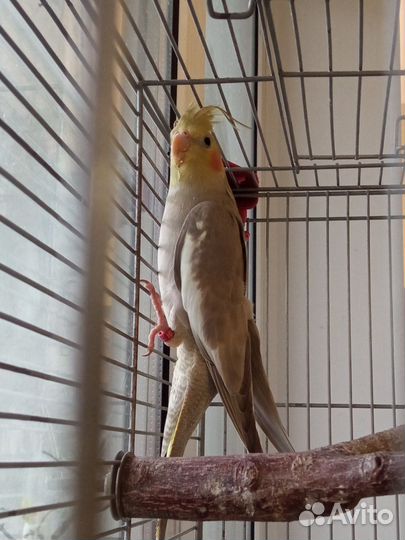 Корелла птенец девочка