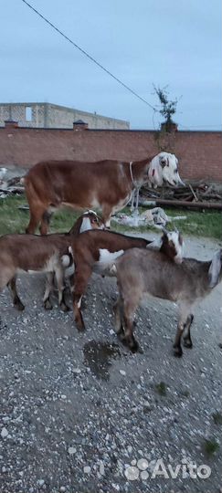 Козы ламанча