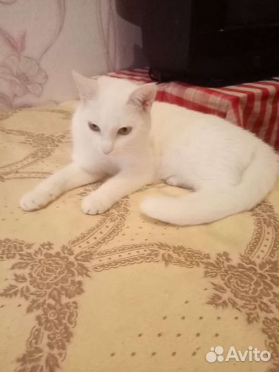 Кошечка ищет дом