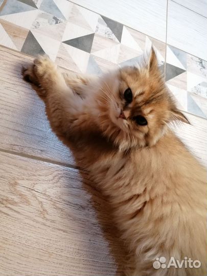 Котята золотая шиншилла