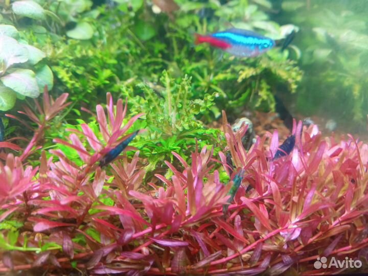 Аквариумные креветки синие