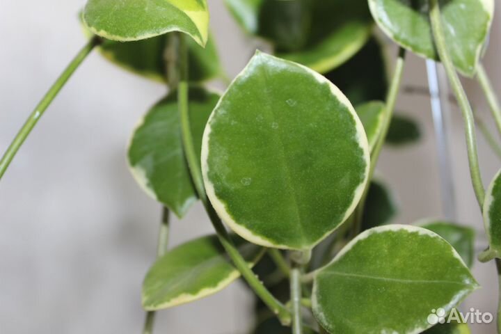 Hoya Australis albomarginata