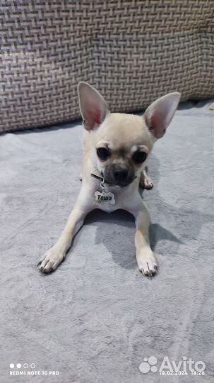 Собака чихуахуа
